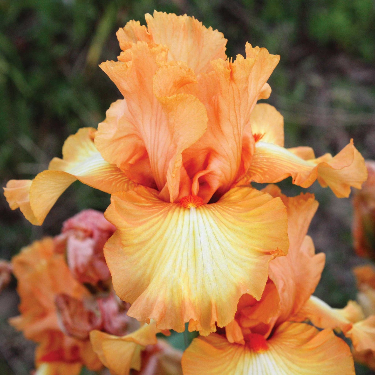  Bearded iris great balls of fire with orange and gold ruffled petals, blurred background.