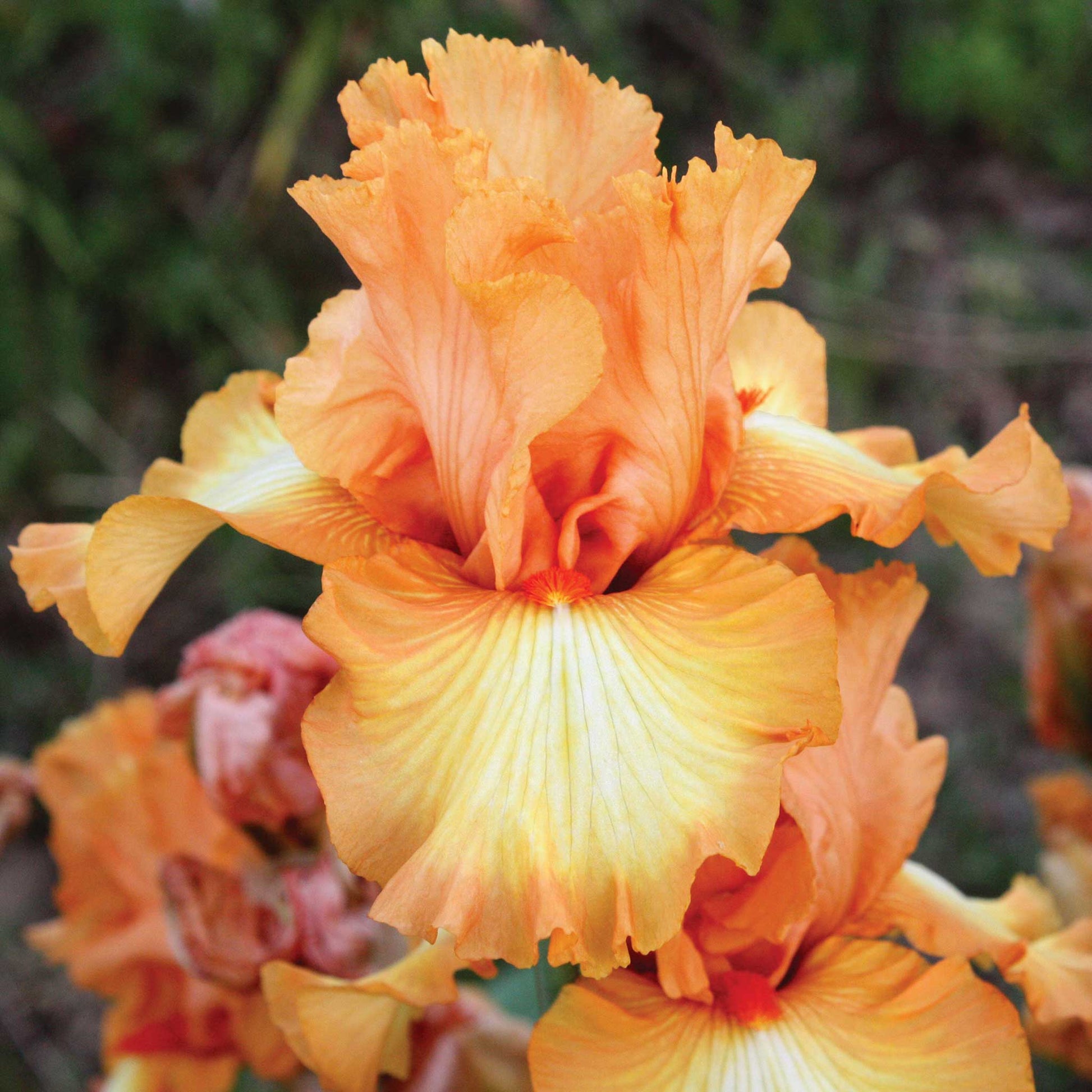  Bearded iris great balls of fire with orange and gold ruffled petals, blurred background.