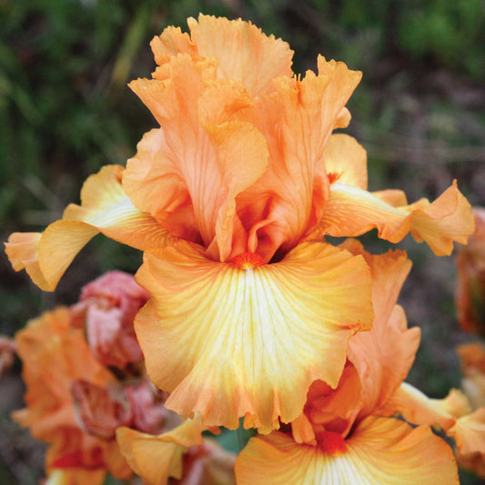  Bearded iris great balls of fire with orange and gold ruffled petals, blurred background.