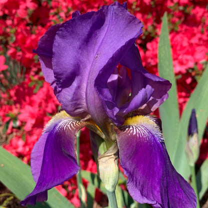 Purple bearded iris his royal highness with bright red flowers in the background.