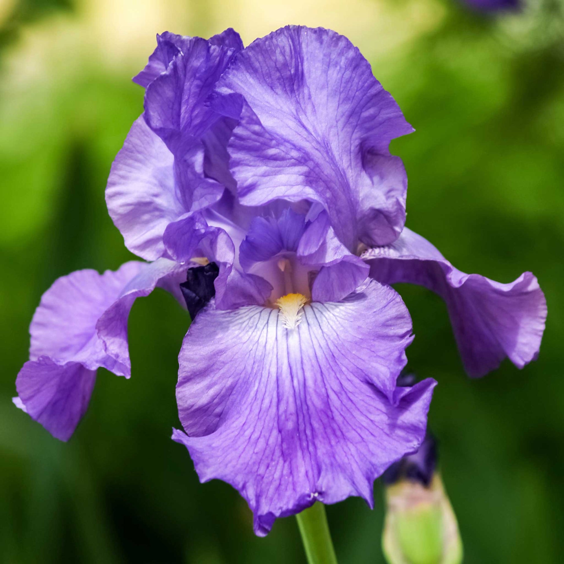  Purple and blue bearded iris his royal highness in bloom in a garden setting.