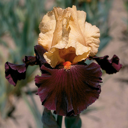 Dark red and maroon bearded iris idol against a blurred green background.