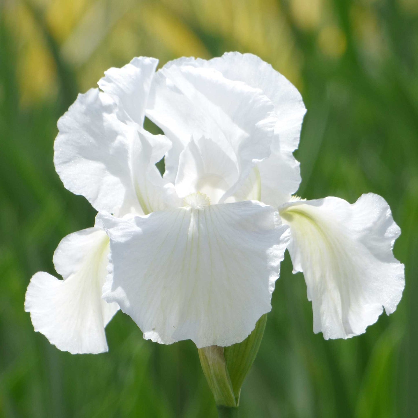 White and purple bearded iris immortality with a yellow beard against a blurred background.