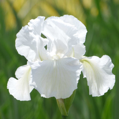White and purple bearded iris immortality with a yellow beard against a blurred background.