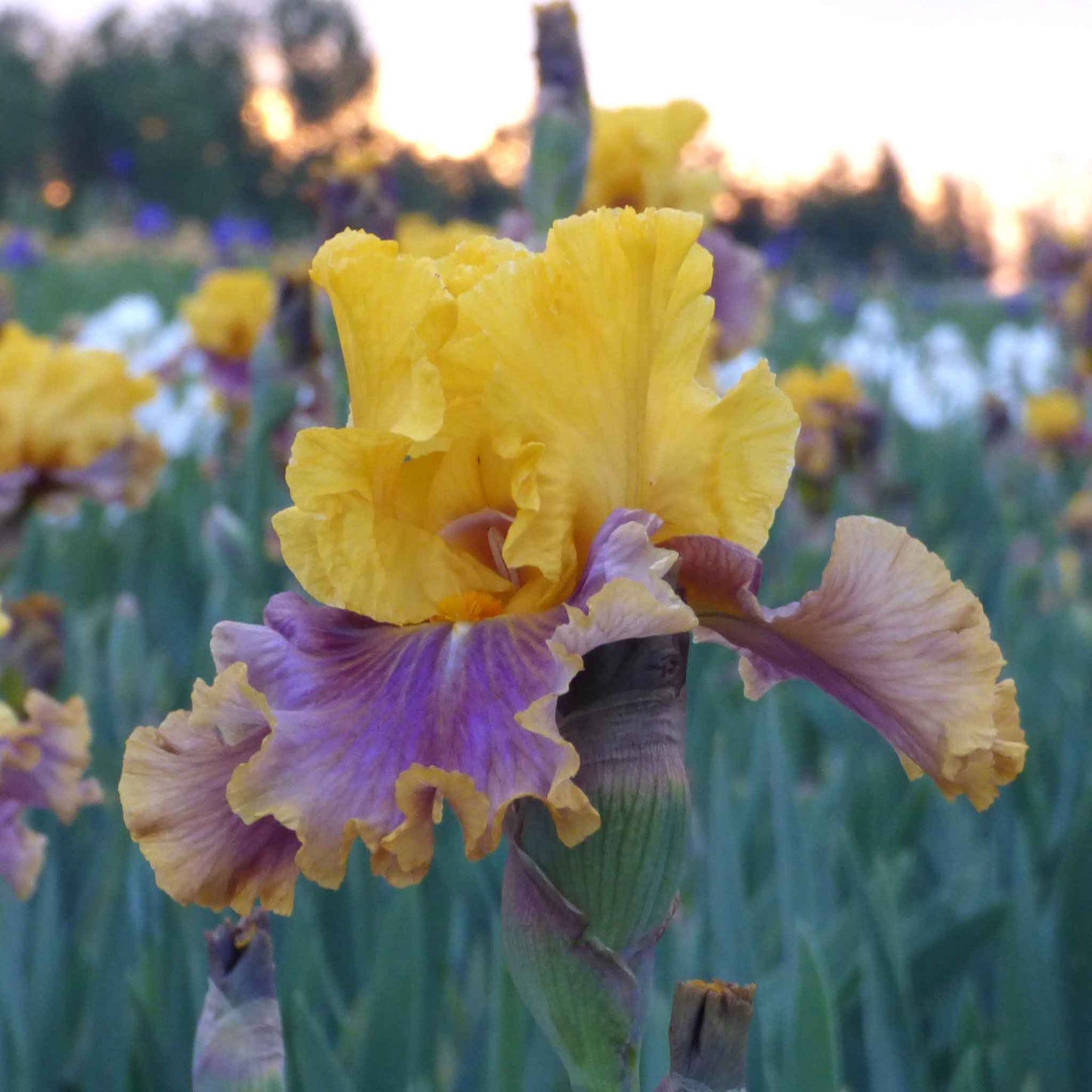 Bearded iris in living color with yellow blooms against a blue and purple blurred background.