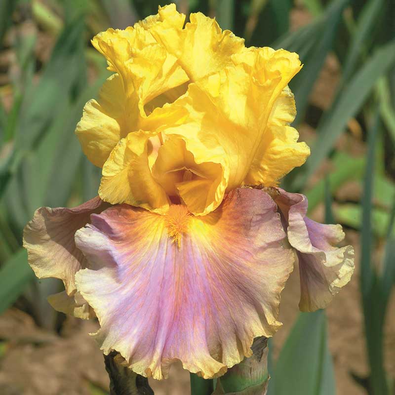 Yellow bearded iris in living color close-up against a blurred background.