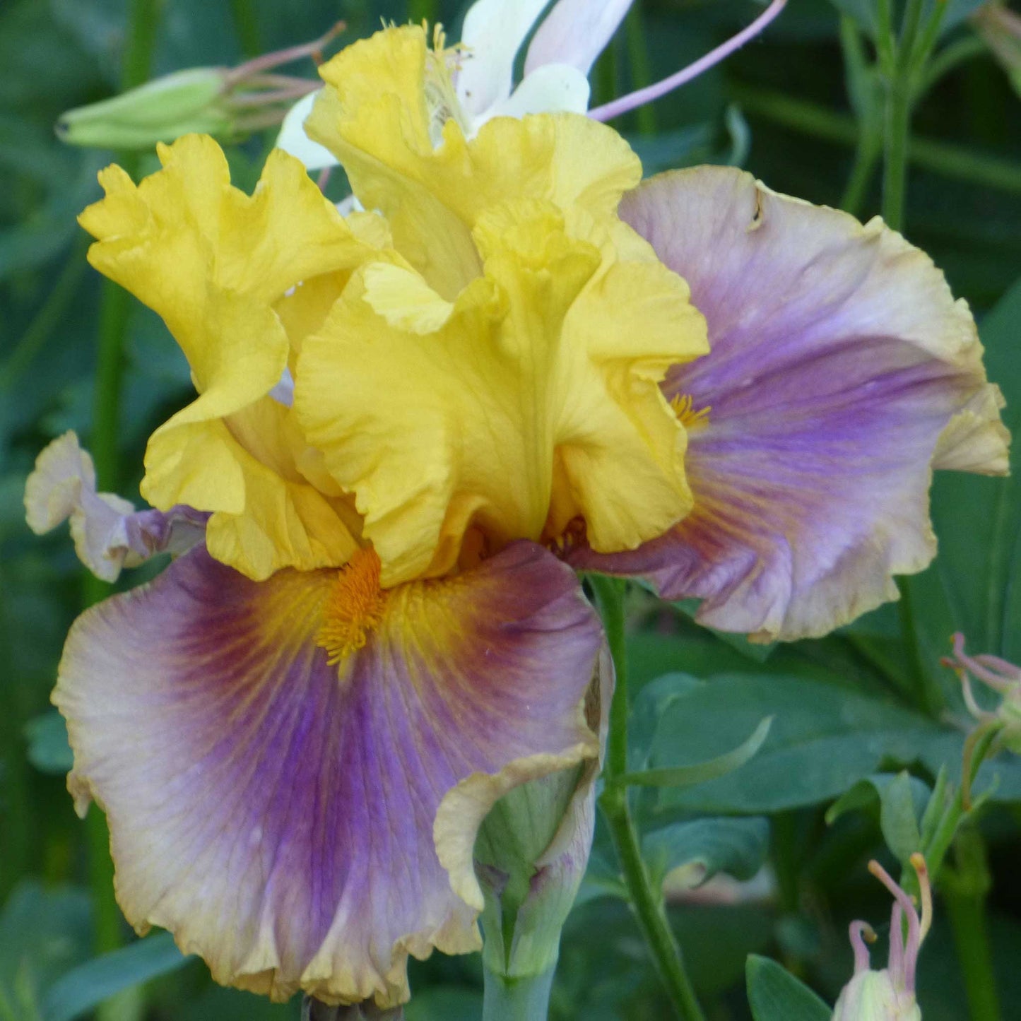 Bright yellow bearded iris in living color against a soft blurred background.