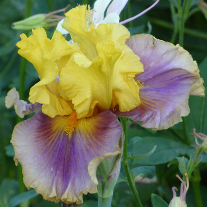 Bright yellow bearded iris in living color against a soft blurred background.