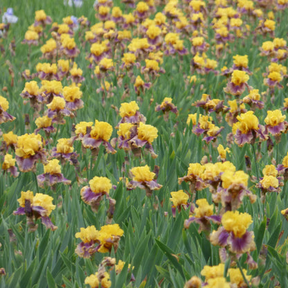 Bearded iris in living color with peach blooms in a field of yellow flowers.