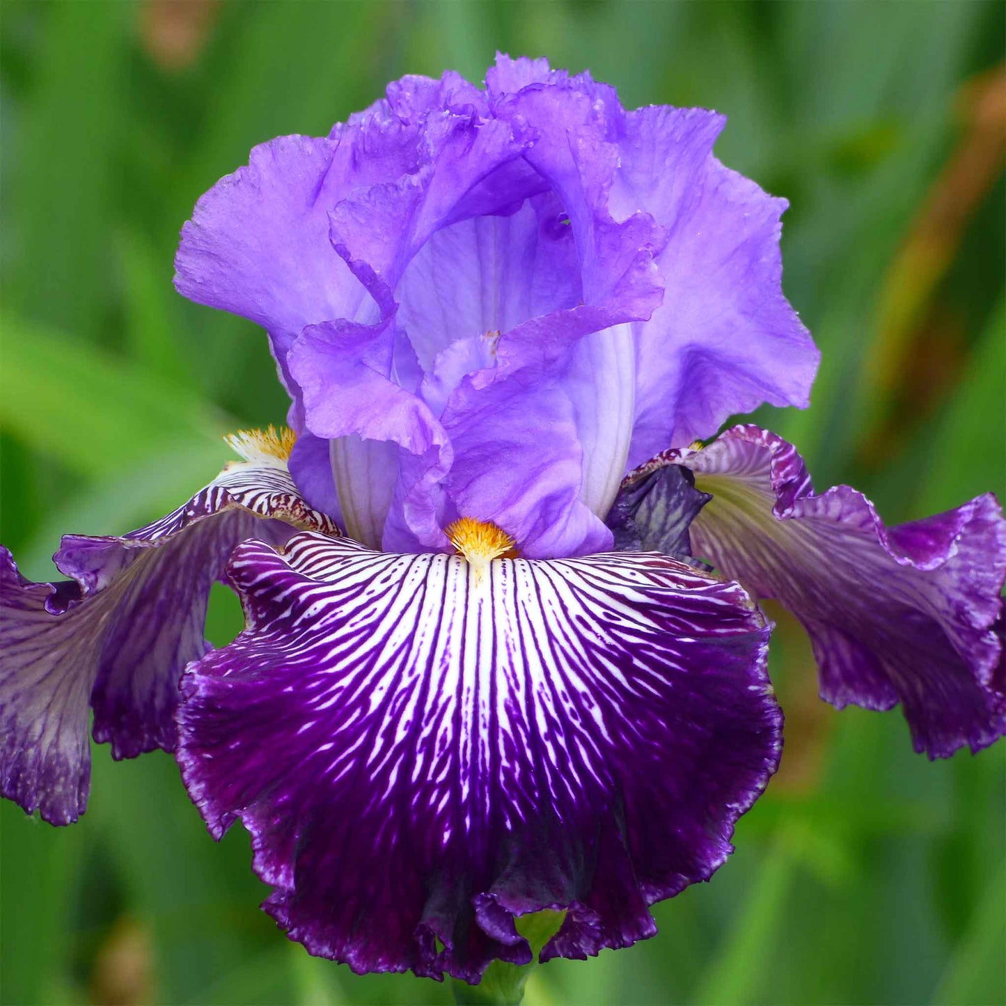 Purple bearded iris jawbone flats with dark falls and ruffled petals, blurred background.