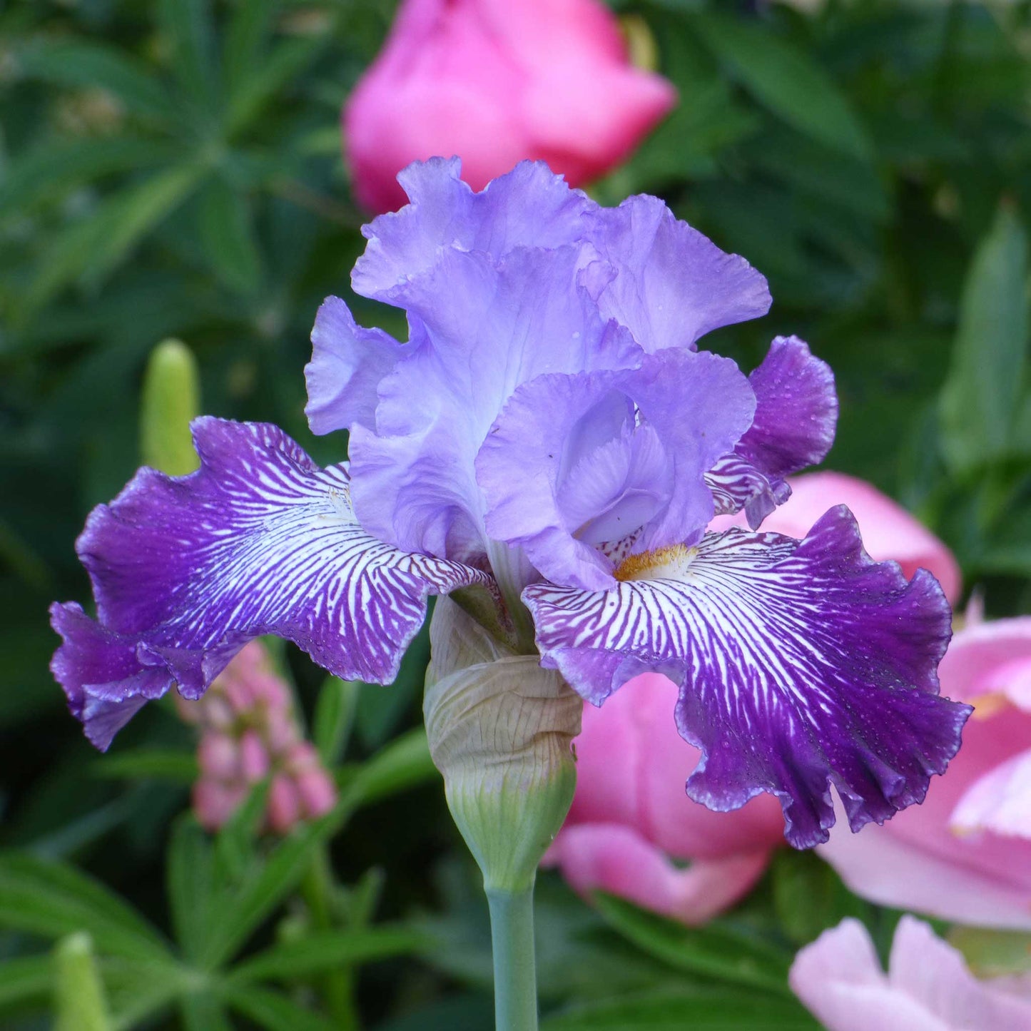 Bearded iris jawbone flats with purple and orange blooms against a blurred background.