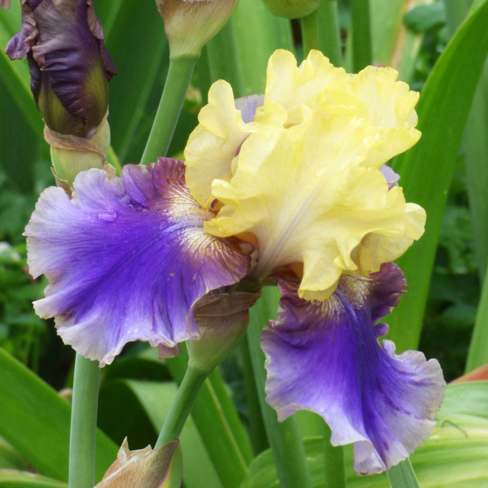 Yellow and purple bearded iris jurassic park in bloom against a blurred background.