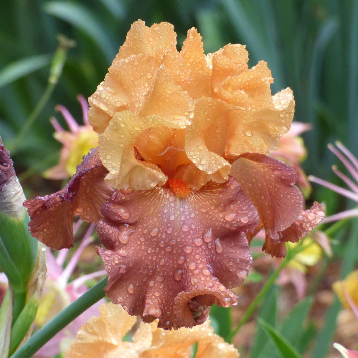 Bearded iris lovely senorita with warm peach and orange ruffled petals, blurred background.