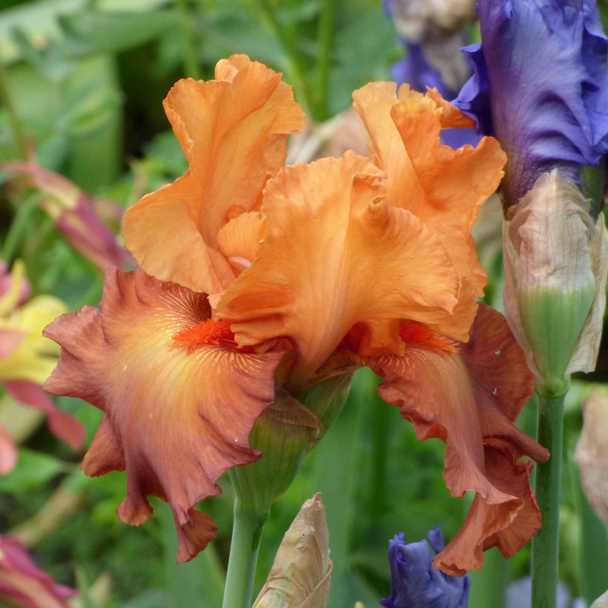 Orange and red bearded iris lovely senorita in bloom against a blurred green background.