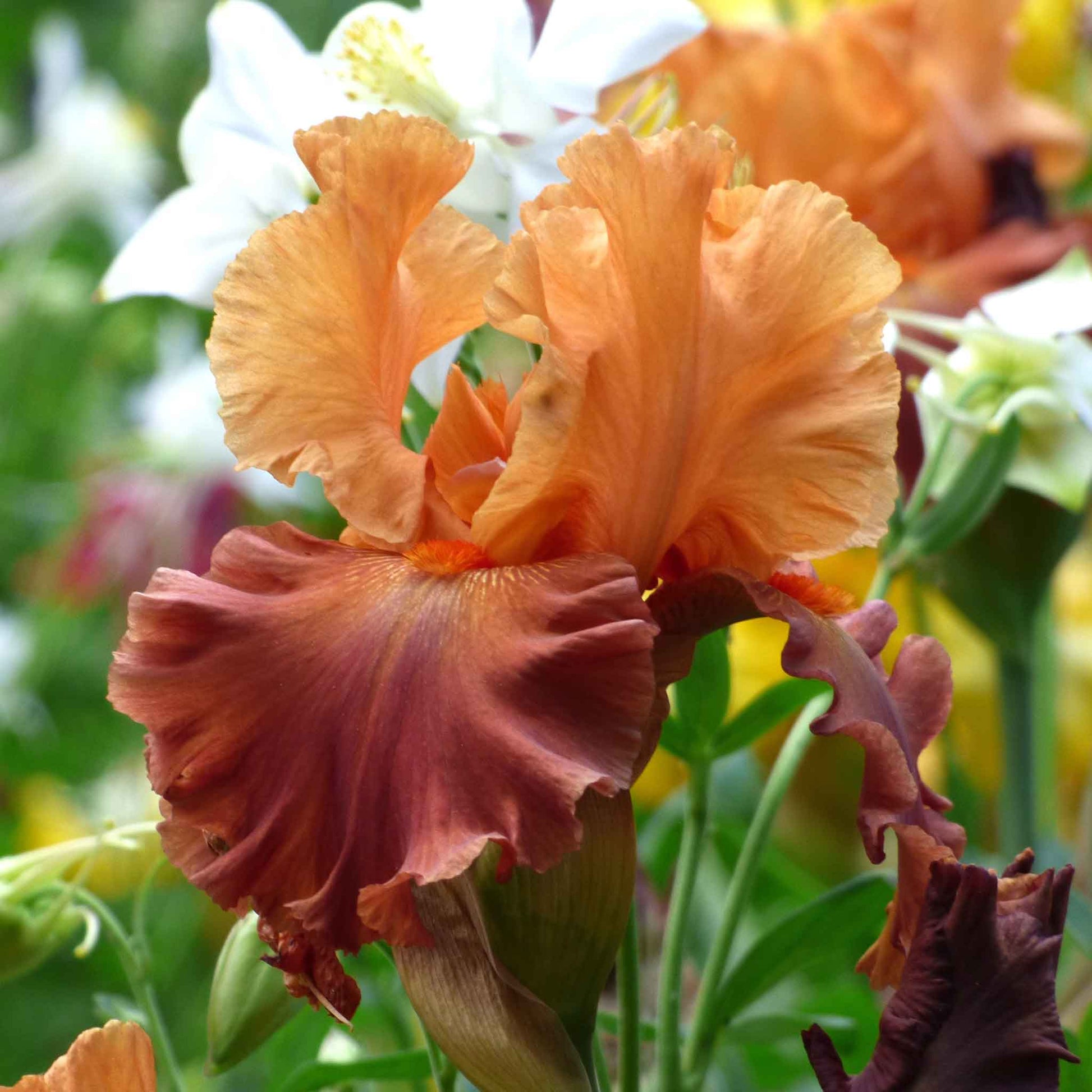 Bearded iris lovely senorita with orange-brown petals against a blurred green background.
