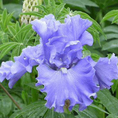 Blue-purple bearded iris merchant marine with yellow accents against a blurred green background.