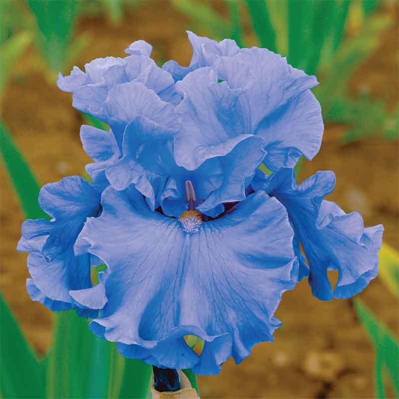Light blue-purple bearded iris merchant marine in bloom against a blurred background.