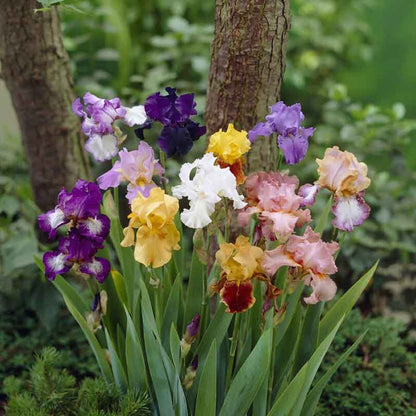 Colorful bearded iris mix with varied blooms in a lush blurred garden background.