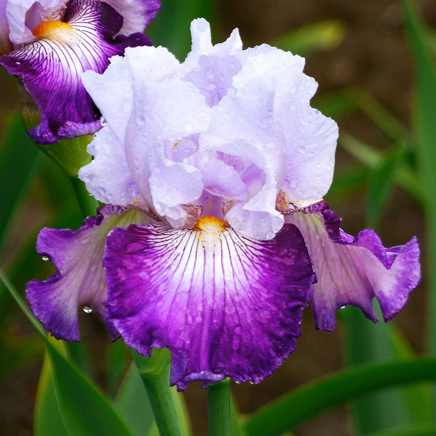 Lavender and purple bearded iris off topic in bloom against a blurred green background.