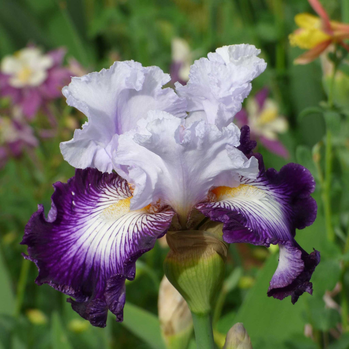Red bearded iris off topic with dark accents and a yellow beard, blurred green background.