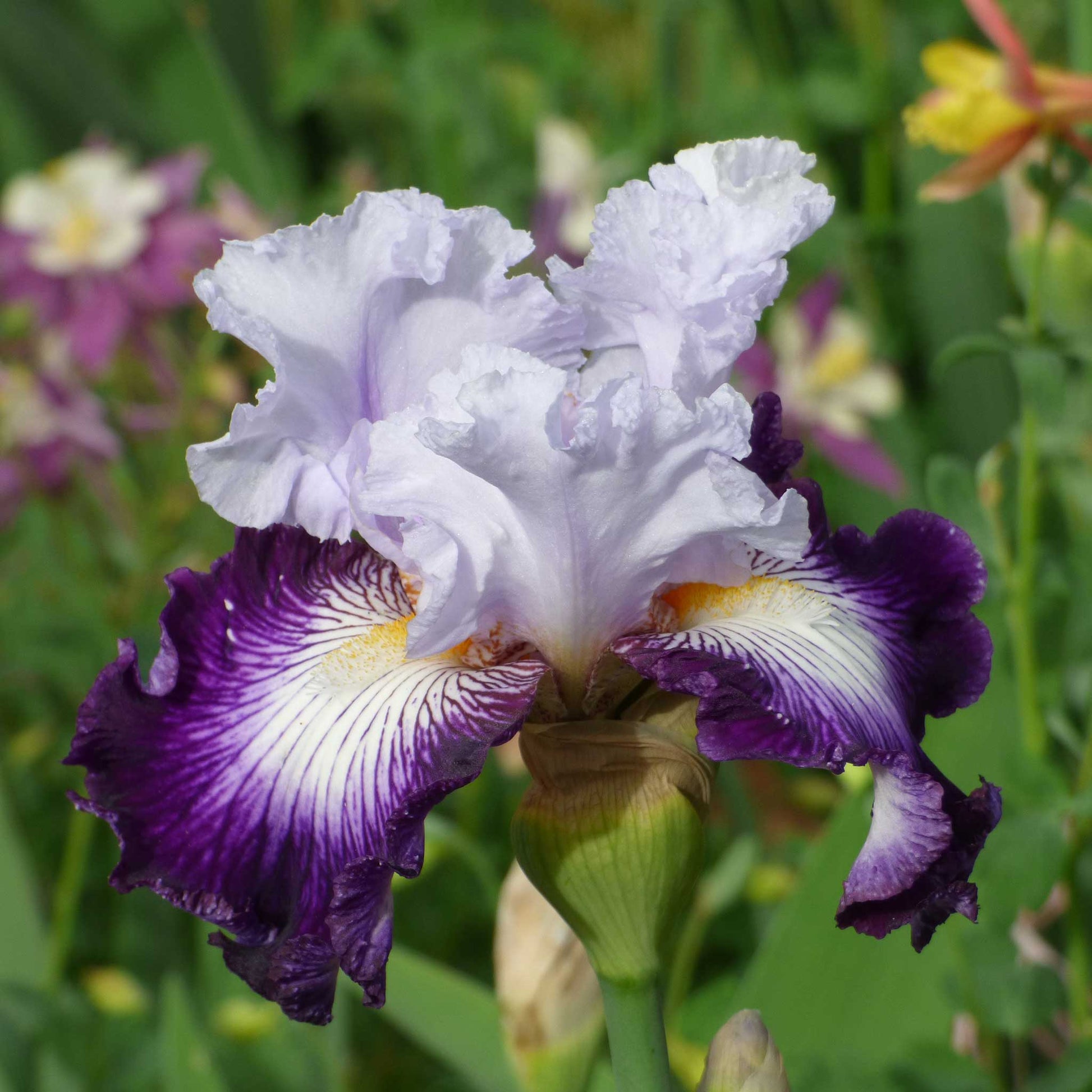 Red bearded iris off topic with dark accents and a yellow beard, blurred green background.