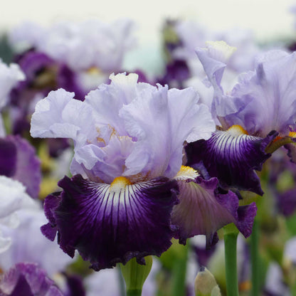  Gray and purple bearded iris off topic with ruffled petals against a blurred background.