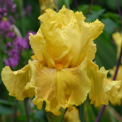 Yellow bearded iris oregon firestorm close-up against a blurred background.