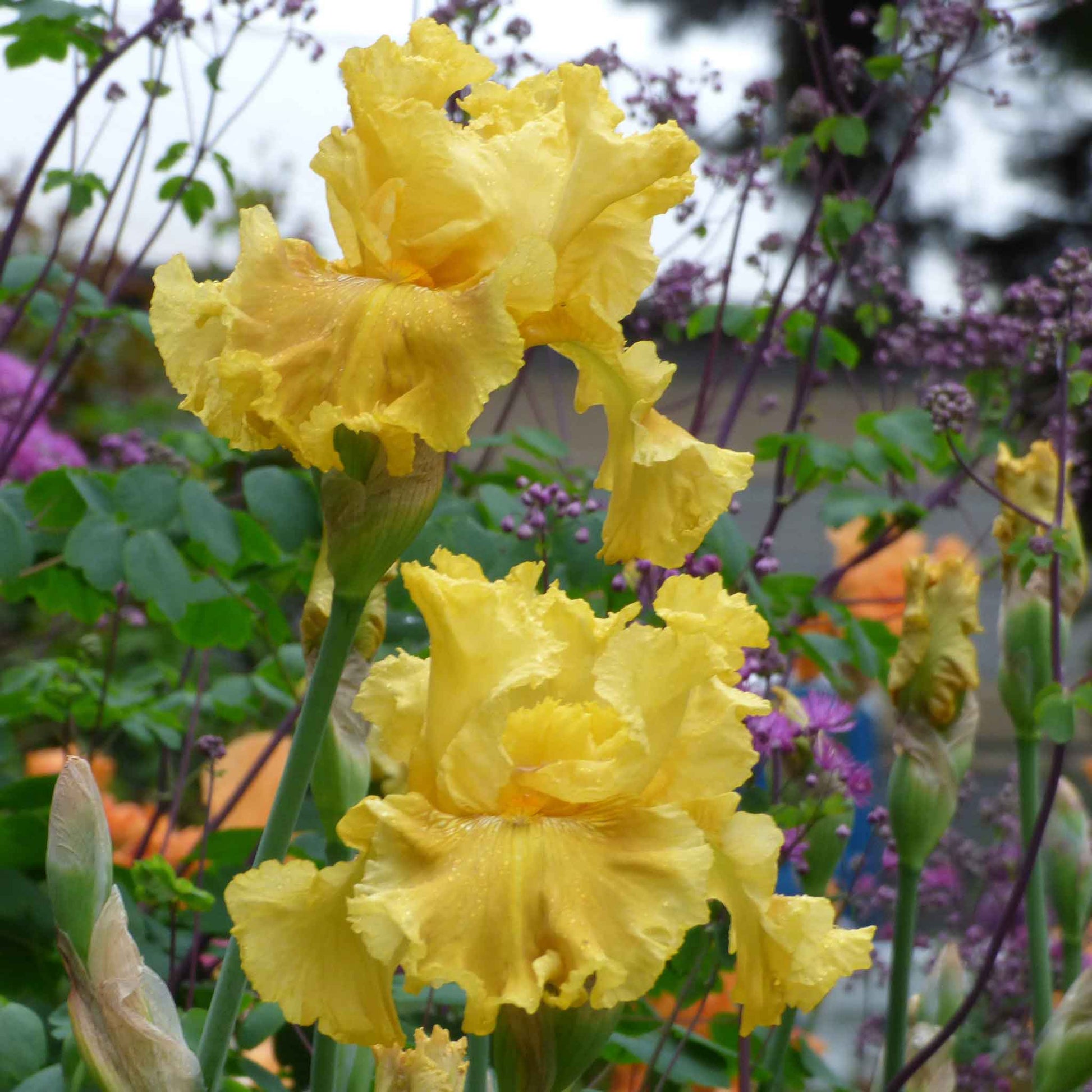 Yellow bearded iris oregon firestorm with ruffled petals against a blurred green background.
