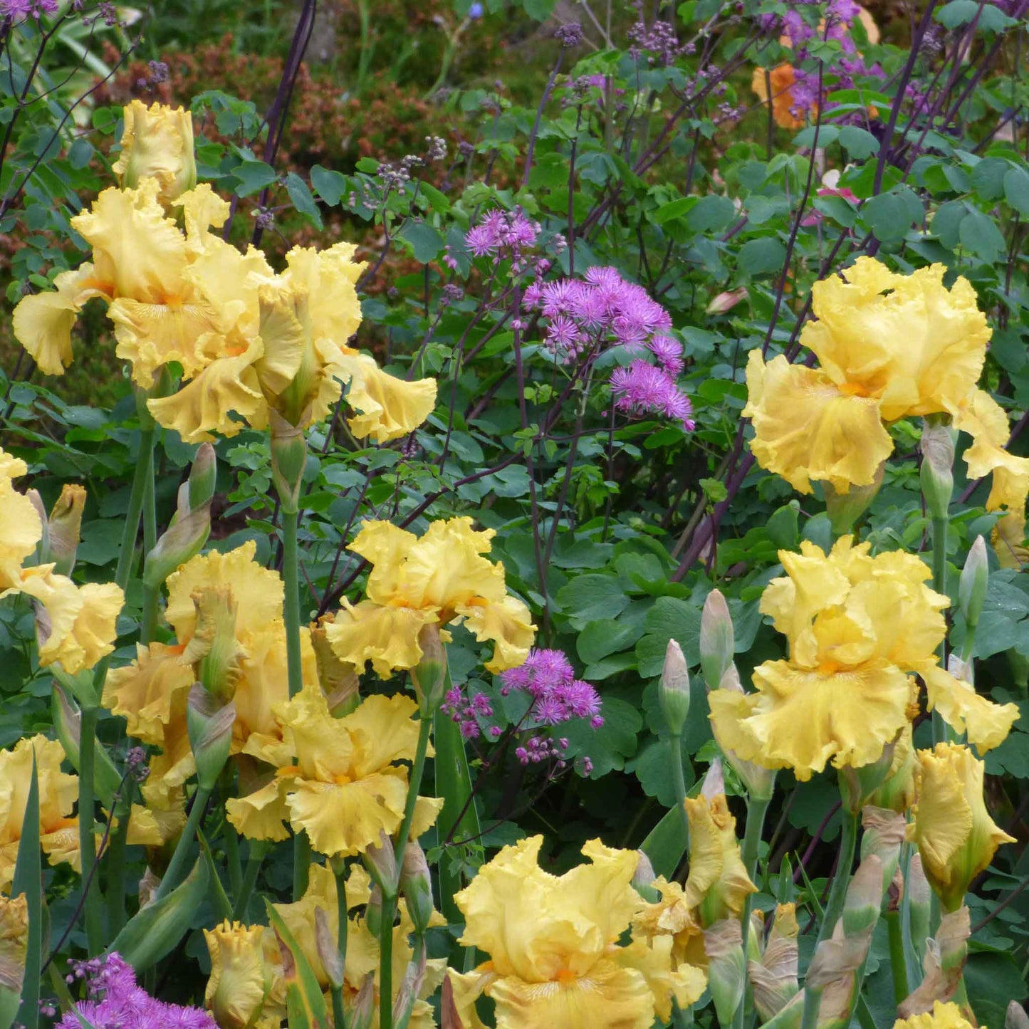 Dark purple bearded iris oregon firestorm with a yellow beard against a blurred background.