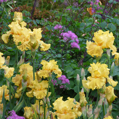 Dark purple bearded iris oregon firestorm with a yellow beard against a blurred background.