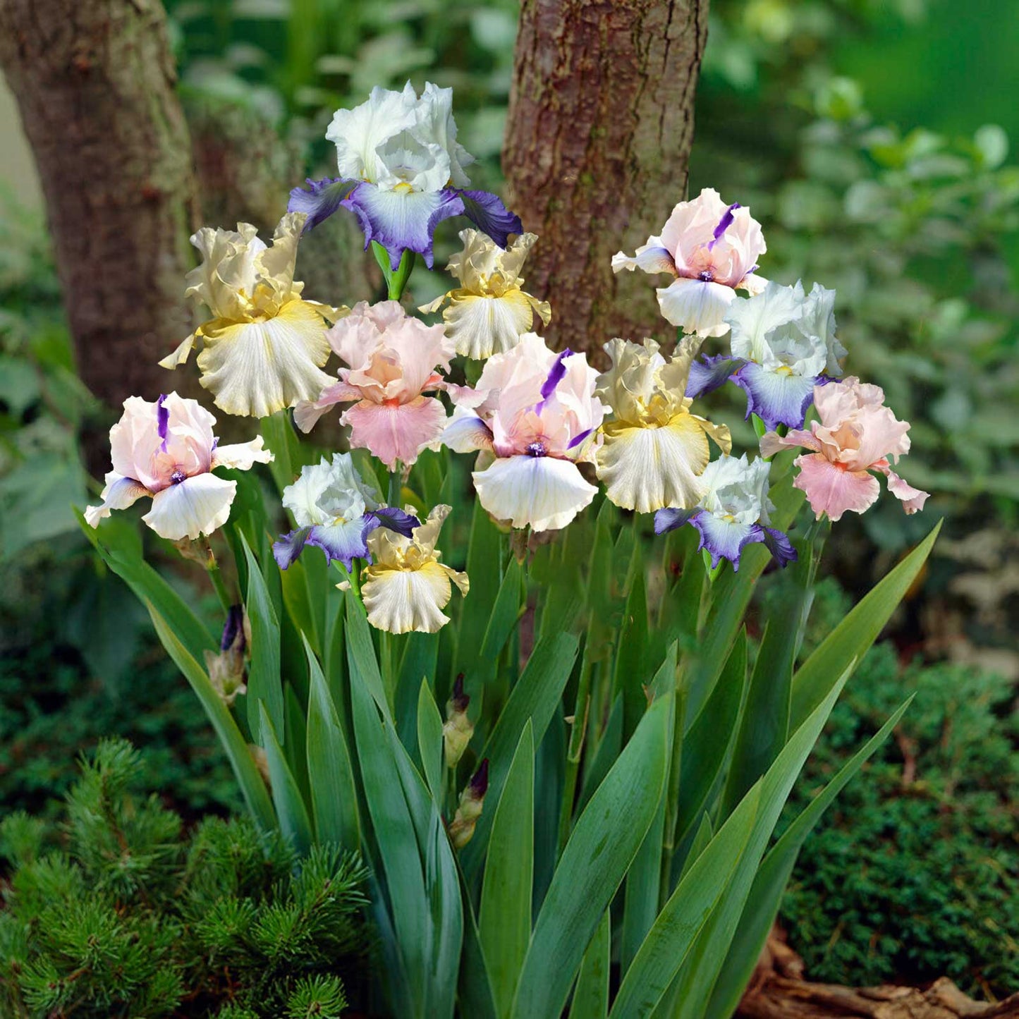 Bearded iris pastel mix with soft pastel blooms in various colors in a garden.