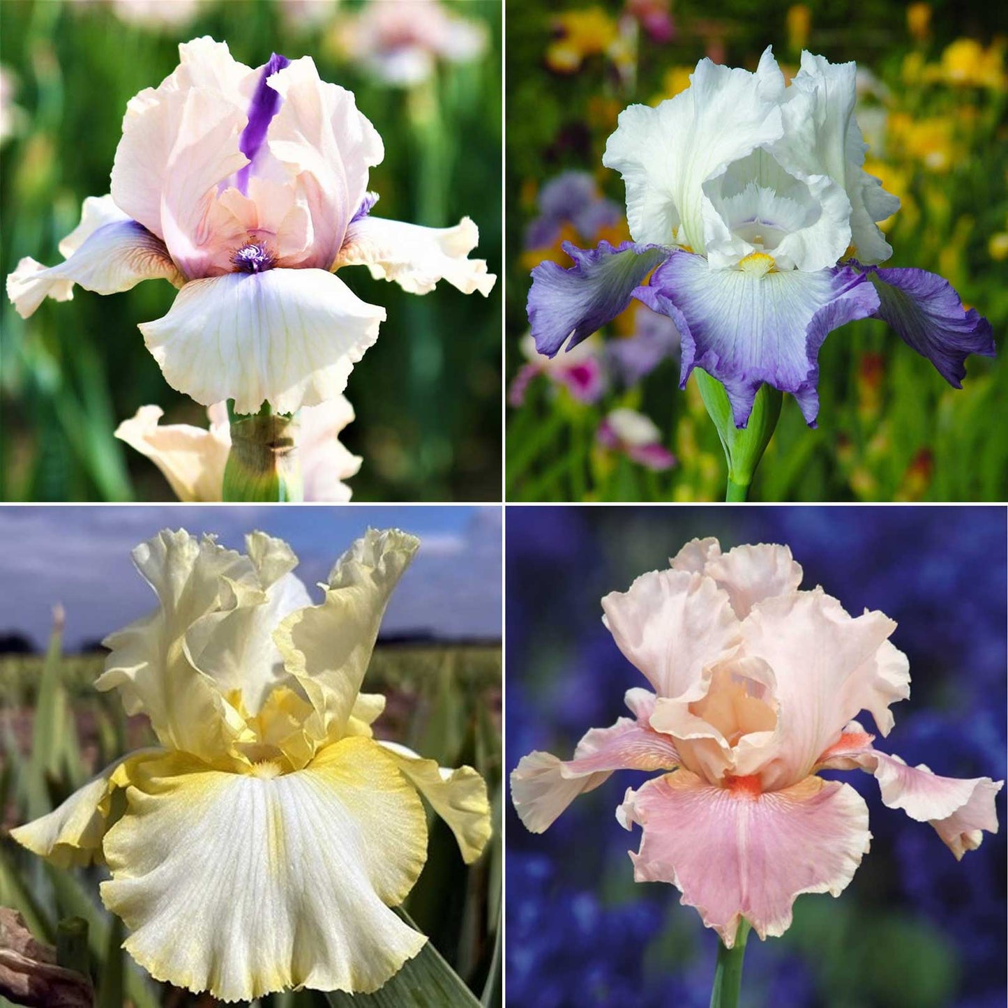 Grid of bearded iris pastel mix bulbs and variety photos on a white background.