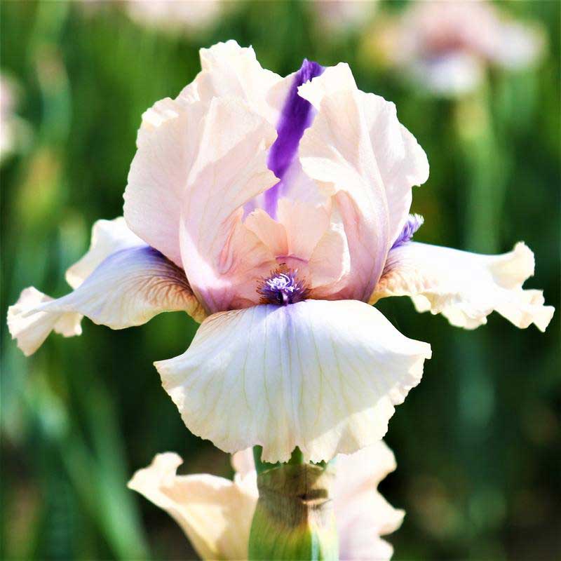 White and purple bearded iris pastel mix close-up against a blurred background.