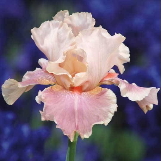 Peach and soft orange bearded iris pastel mix in full bloom against a blurred background.
