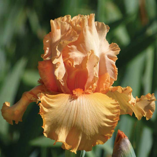  Bearded iris peach state with warm peach and orange blooms against a blurred background.