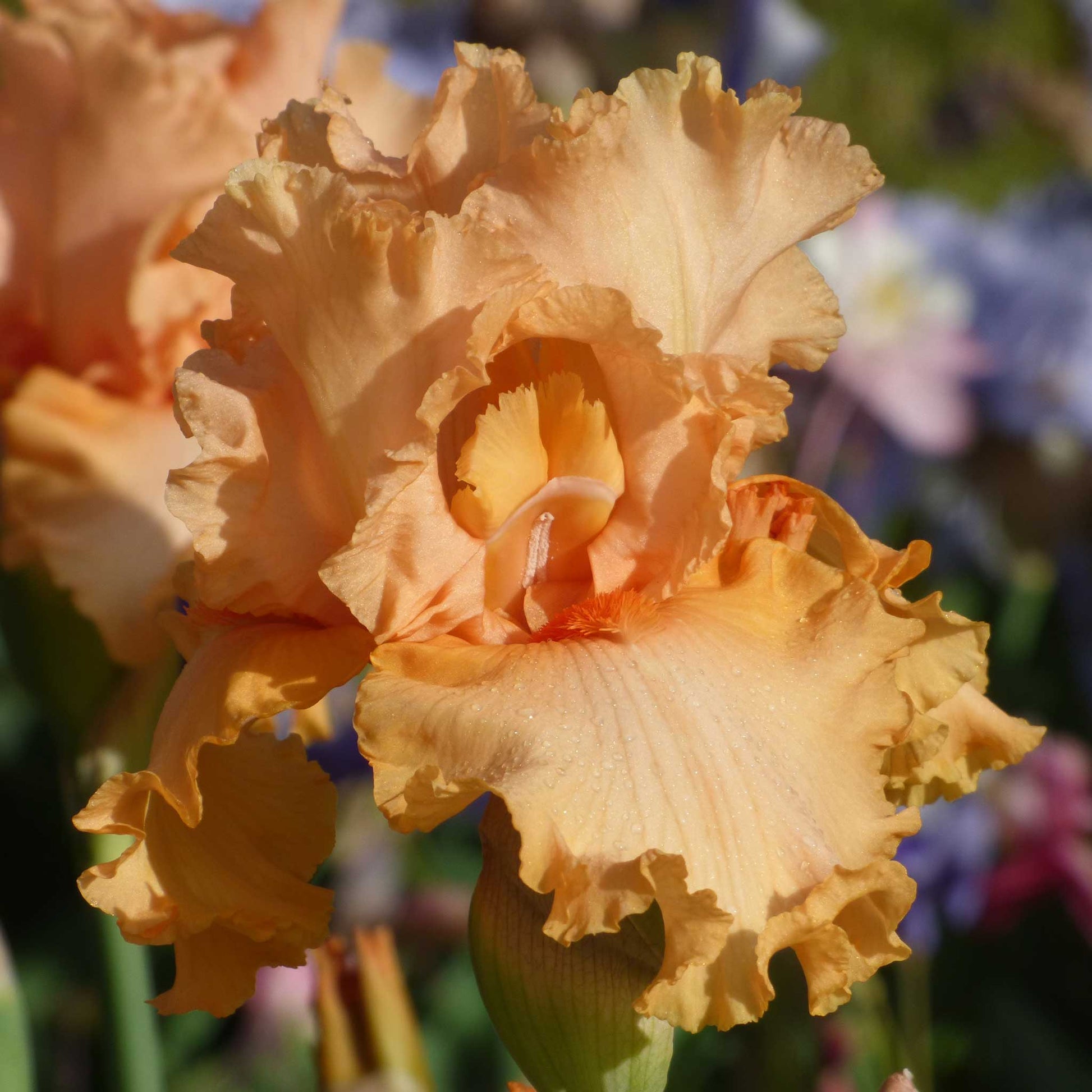 Close-up of bearded iris peach state with peach ruffled petals against a blurred background.