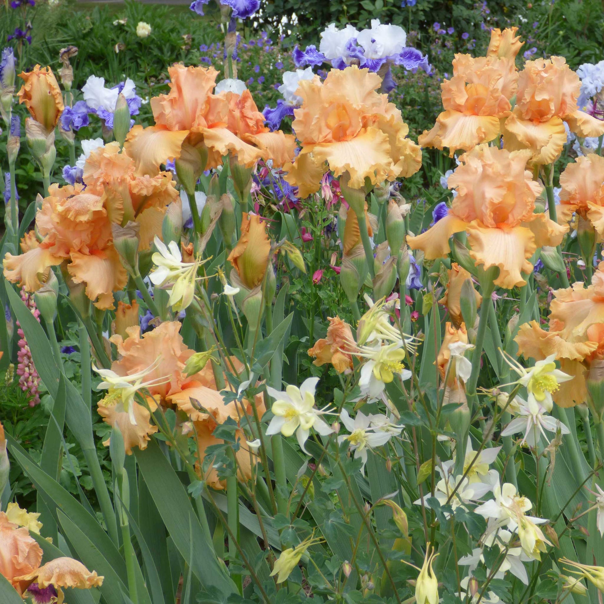 Purple bearded iris peach state with a yellow beard blooming in a sunny garden.