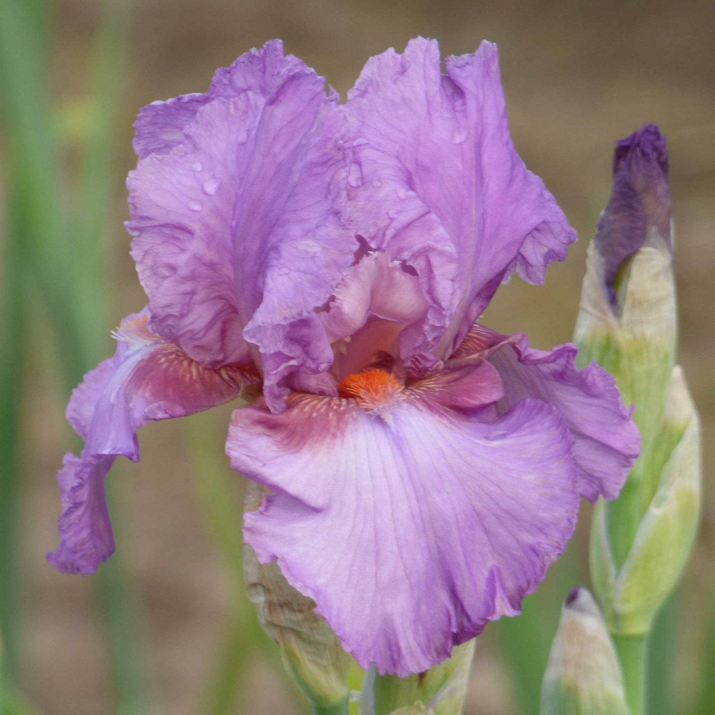 Close-up of a purple persian berry bearded iris flower with a blurred background