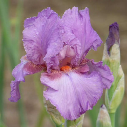 Close-up of a purple persian berry bearded iris flower with a blurred background