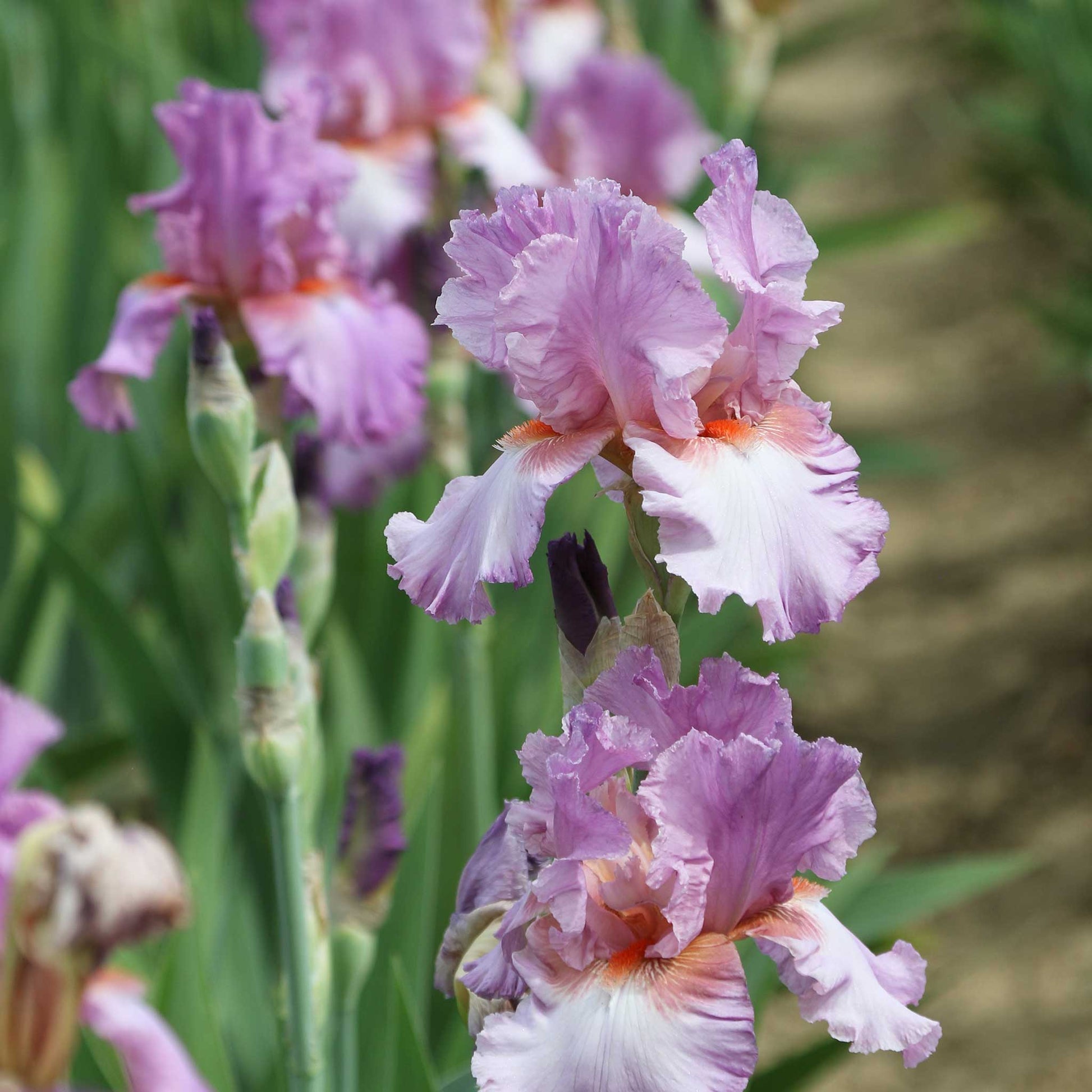 Close-up of a purple persian berry bearded iris flower with a blurred background