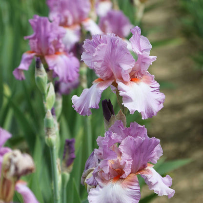 Close-up of a purple persian berry bearded iris flower with a blurred background