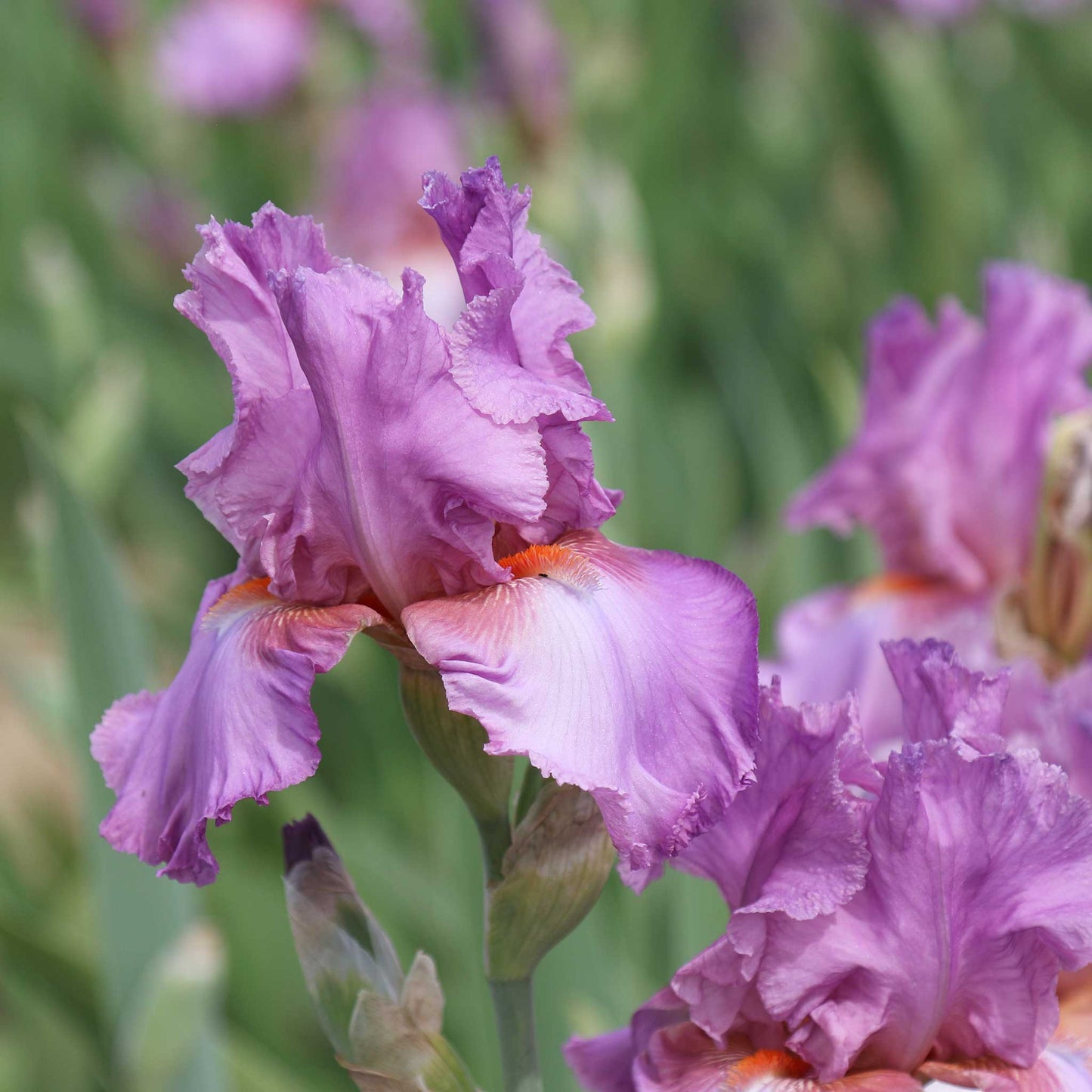Close-up of a purple persian berry bearded iris flower with a blurred background