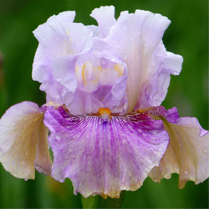  Bearded iris pickathon with soft pink and peach petals against a blurred background.