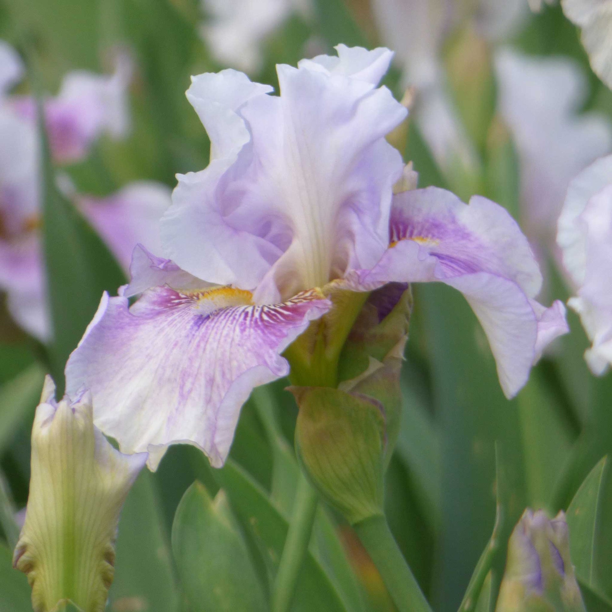 Purple bearded iris pickathon with a yellow beard blooming in a garden setting.