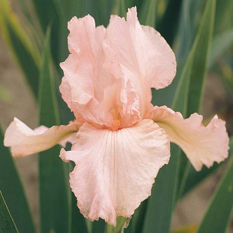 Pink bearded iris pink attraction with a yellow beard and green foliage in the background.