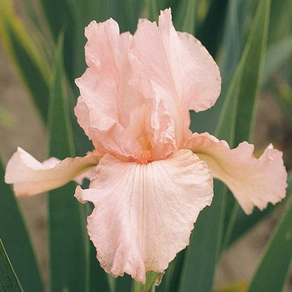 Pink bearded iris pink attraction with a yellow beard and green foliage in the background.