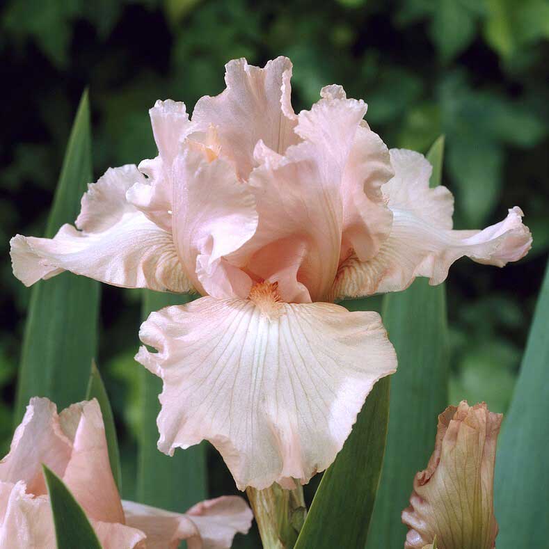 Bearded iris pink attraction in soft peach and pink tones against a blurred background.