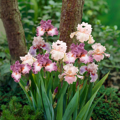 Pink bearded iris pink mix with ruffled petals and a white beard in a garden.