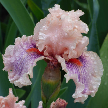 Pink bearded iris pink mix with yellow and white accents and ruffled petals, blurred background.