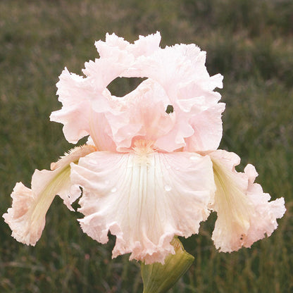 Pale pink bearded iris pink mix with a blurred green background.